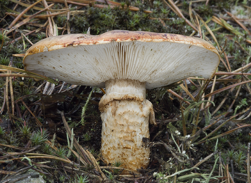 Tricholoma focale